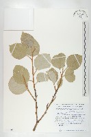 大葉胡頹子藏品圖，第1張