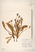 登錄號:S130709藏品圖，第1張