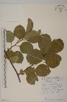 南蛇藤藏品圖，第1張