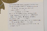 南蛇藤藏品圖，第2張