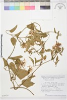 圓錐鐵線蓮藏品圖，第1張