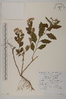 登錄號:S130726藏品圖，第1張