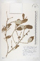 登錄號:S130727藏品圖，第1張