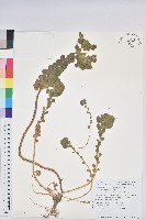 澤漆藏品圖，第1張