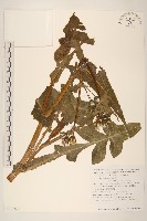 鬼苦苣菜藏品圖，第1張