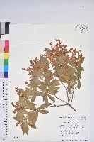 日本馬醉木藏品圖，第1張