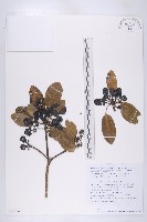 登錄號:S130740藏品圖，第1張