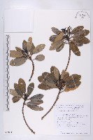 登錄號:S130741藏品圖，第1張