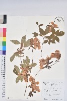 登錄號:S130745藏品圖，第1張