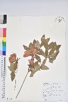 登錄號:S130746藏品圖，第1張