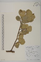 登錄號:S130749藏品圖，第1張