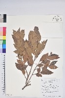 米飯花藏品圖，第1張