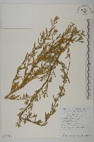 登錄號:S130756藏品圖，第1張