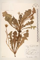 登錄號:S130766藏品圖，第1張