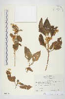 登錄號:S130770藏品圖，第1張