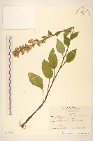 登錄號:S130778藏品圖，第1張