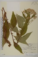 登錄號:S130779藏品圖，第1張