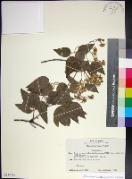 麥氏鐵線蓮藏品圖，第1張