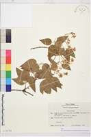 麥氏鐵線蓮藏品圖，第2張