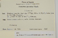 日本衛矛, 大葉黃楊藏品圖，第2張