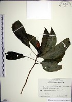 角桐草、台灣半蒴苣苔藏品圖，第1張