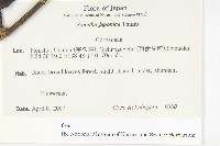 東瀛珊瑚藏品圖，第2張