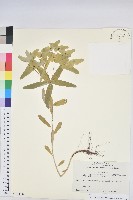 鉤腺大戟藏品圖，第1張