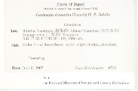 白花碎米薺藏品圖，第2張