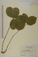 銀線草藏品圖，第1張