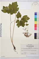 登錄號:S130844藏品圖，第1張