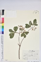 登錄號:S130850藏品圖，第1張