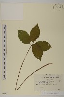 及己藏品圖，第1張