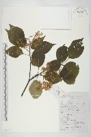 登錄號:S130871藏品圖，第1張