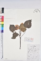 油桐藏品圖，第1張