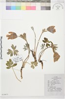 白頭翁藏品圖，第1張