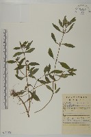 鱧腸藏品圖，第1張