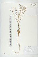 獨行菜藏品圖，第1張