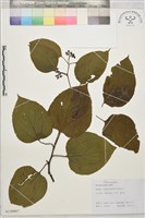 拐棗、枳椇藏品圖，第1張