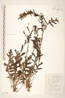 麻花頭藏品圖，第1張