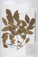 黑棗、君遷子藏品圖，第1張