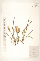 芼管草藏品圖，第1張