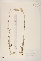 多莖鼠麴草藏品圖，第1張