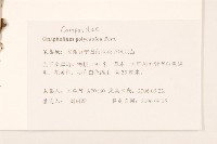 多莖鼠麴草藏品圖，第2張