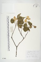 四照花藏品圖，第1張