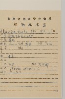 石竹、洛陽花、剪絨花藏品圖，第2張