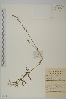 石縫蠅子草藏品圖，第1張