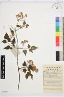 短尾鐵線蓮藏品圖，第1張