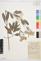 棉團鐵線蓮藏品圖，第1張