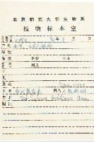 華北藍盆花藏品圖，第2張