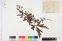 草烏頭藏品圖，第1張